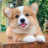 (๑• . •๑)