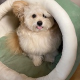 高乐高