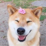 小蛋糕