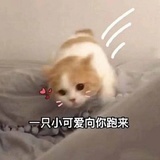 一块小饼干