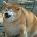 一个可爱的墩子