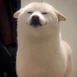 冷南离人c