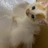 小草莓