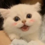Esse瘦瘦瘦
