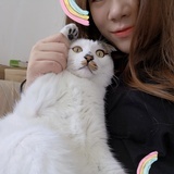 叫李富贵的猫子