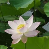 小可