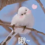 奥利啾