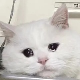 李小霉耶