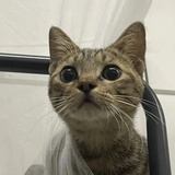 |･ω･｀)