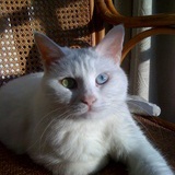 龙猫聪斯基