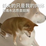 蝶变柿子