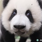厚乳拿铁