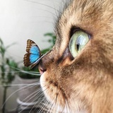 一棵白菜🍀