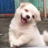 喜木