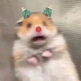 香油不煎蛋