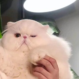 xixixi