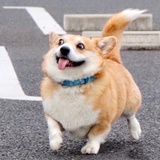 就要吃胡萝北