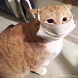 侃侃
