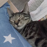 k碟碟子
