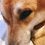西瓜大王