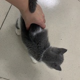 🐈
