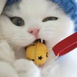 汪喵宠物