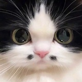 MO