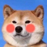 狗蛋