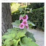 豆友202247510