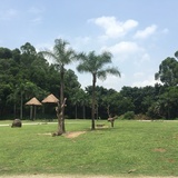 辛巴