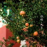 馒头和狐狸