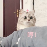 酋长猫