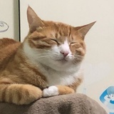 懒惰的歌颂者
