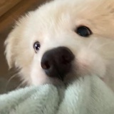 等你说的来日可