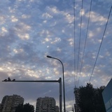 王不留行籽