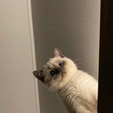游离的🐱