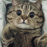 贾圆圆