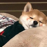 不是我