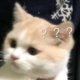 西瓜不瓜