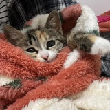 霏茹雪