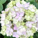 柚子不想变蜂蜜