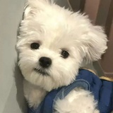 你说的对