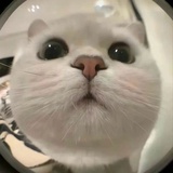 不吃肥肉