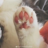 大橘为重