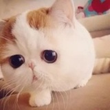 剪爱