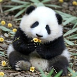 如何早睡