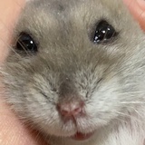 我是可爱小仓鼠