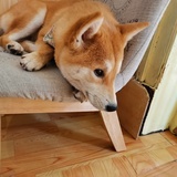 尼尼