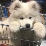 奥罗拉啦