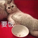 猫咪卡在臭豆腐